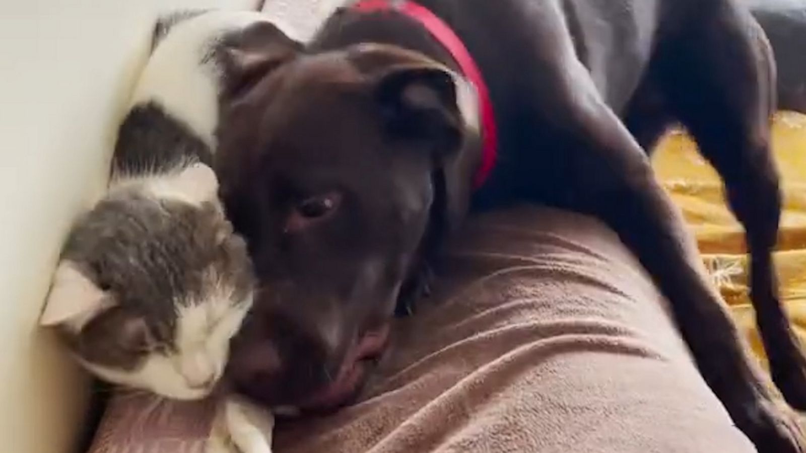 VIDEO: Super affectionate dog showers cat friend with love