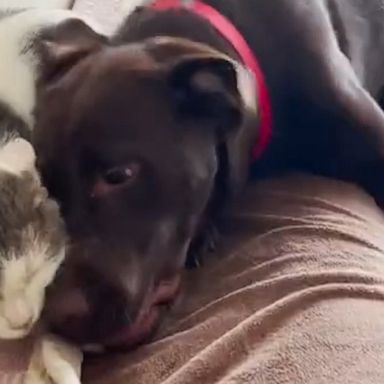 VIDEO: Super affectionate dog showers cat friend with love 