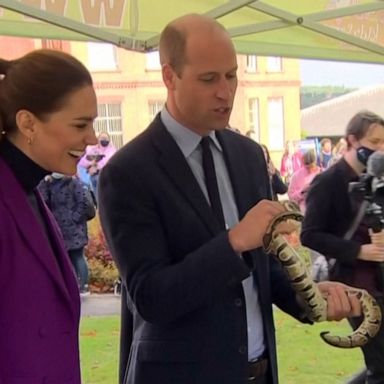 VIDEO: Prince William, Kate hold python and tarantula during Northern Ireland visit