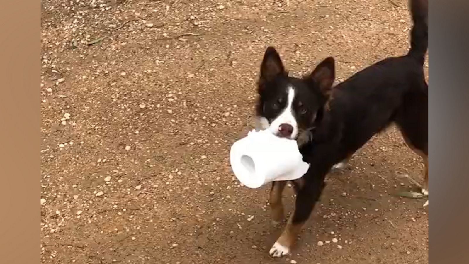 VIDEO: Aussie dog is flush with toilet paper