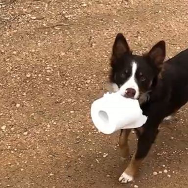 VIDEO: Aussie dog is flush with toilet paper