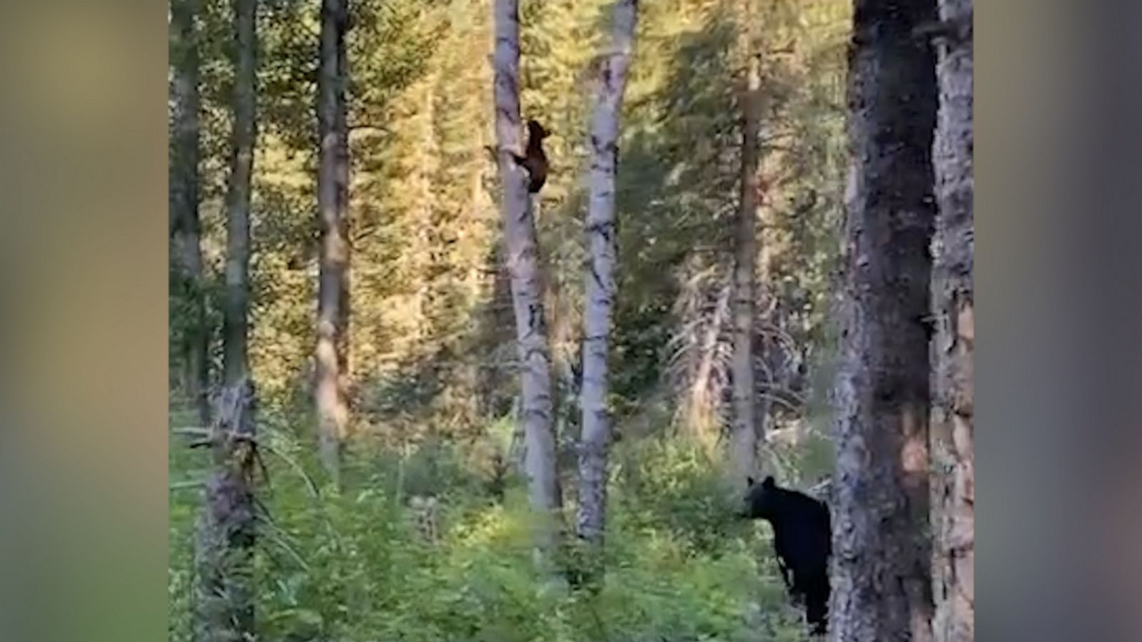 VIDEO: Mama Bear watches cubs climb trees in national park