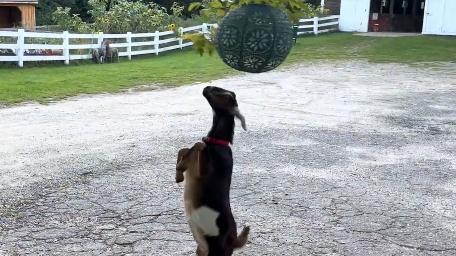 VIDEO: We can't get enough of these playful goats 'dancing' on their hind legs