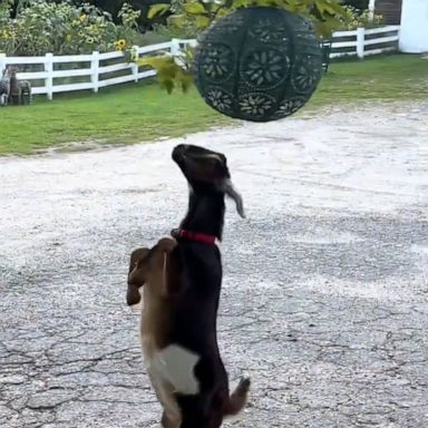 VIDEO: We can't get enough of these playful goats 'dancing' on their hind legs 