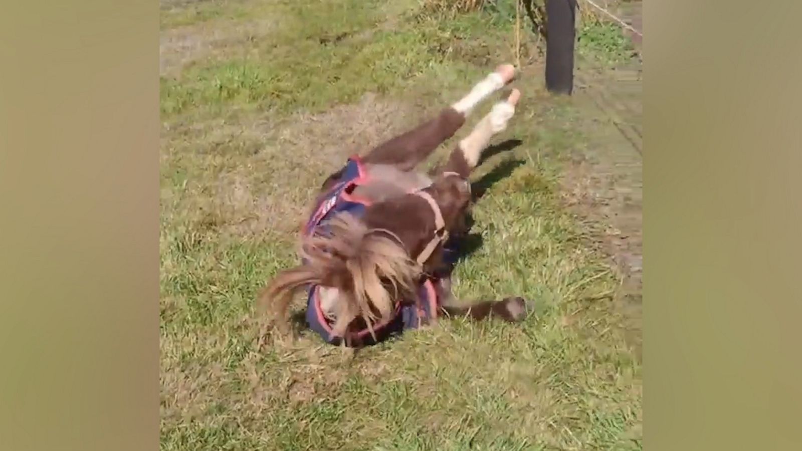 VIDEO: Horse has trouble getting up after rolling in the grass