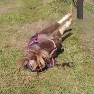 VIDEO: Horse has trouble getting up after rolling in the grass 