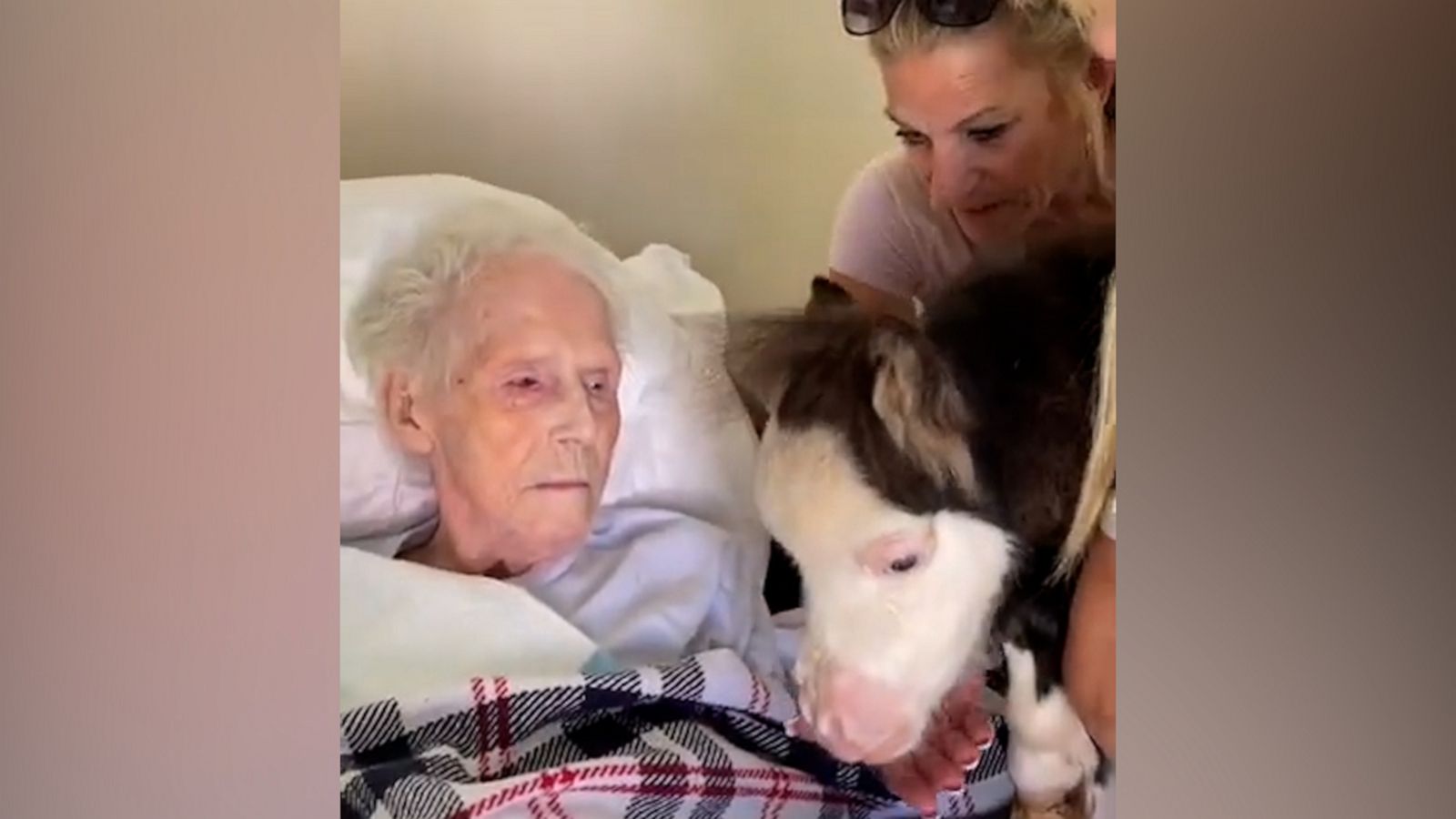 VIDEO: These miniature horses visiting senior care home residents are melting our hearts