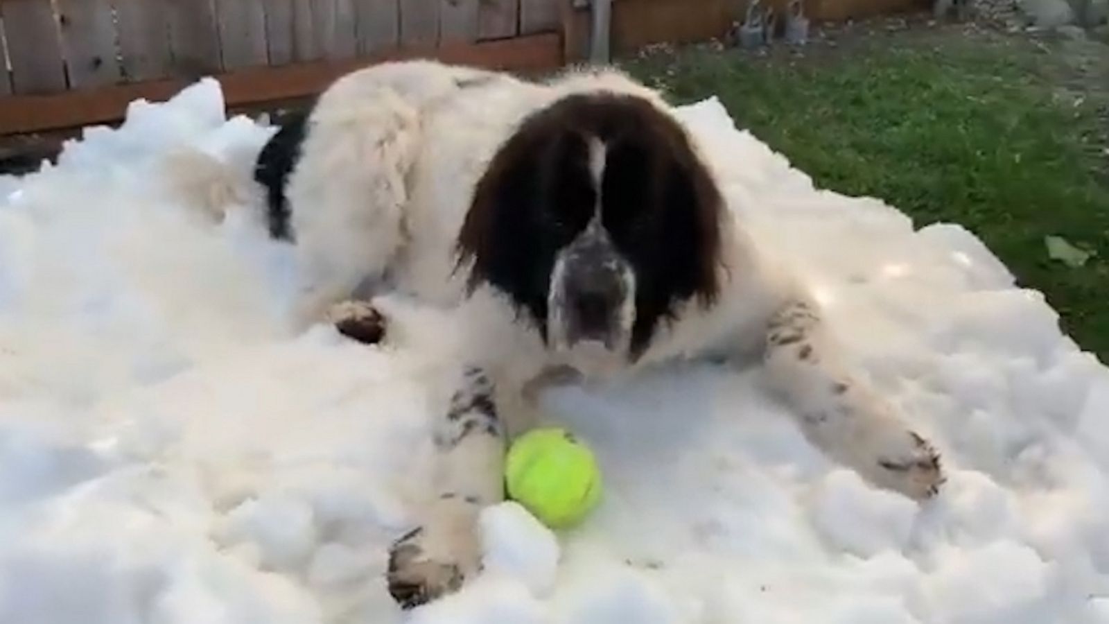 VIDEO: Dog enjoys ‘snow throne’ one last time