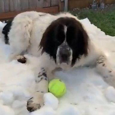 VIDEO: Dog enjoys ‘snow throne’ one last time