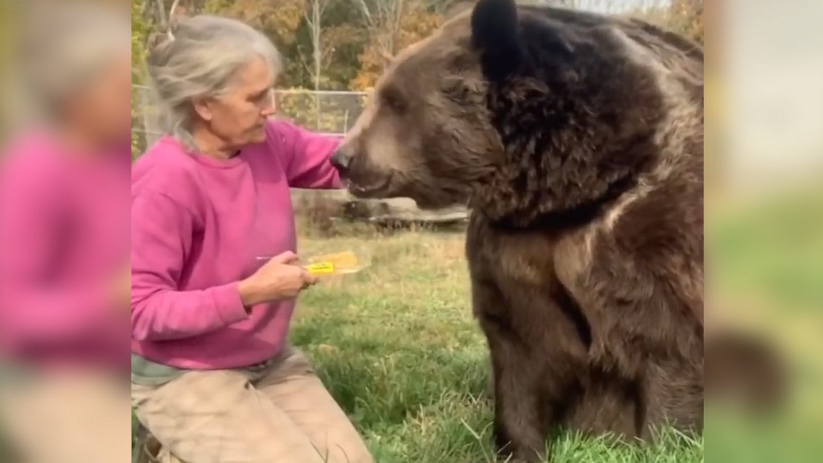 VIDEO: Rescue bear enjoying his honeycomb is the sweetest thing you will see