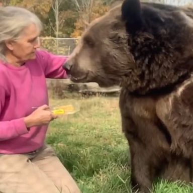 VIDEO: Rescue bear enjoying his honeycomb is the sweetest thing you will see