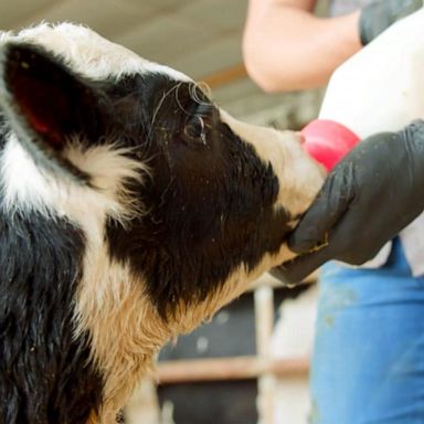 VIDEO: A look at the life of Wisconsin farmers behind the finest cheese and ice cream