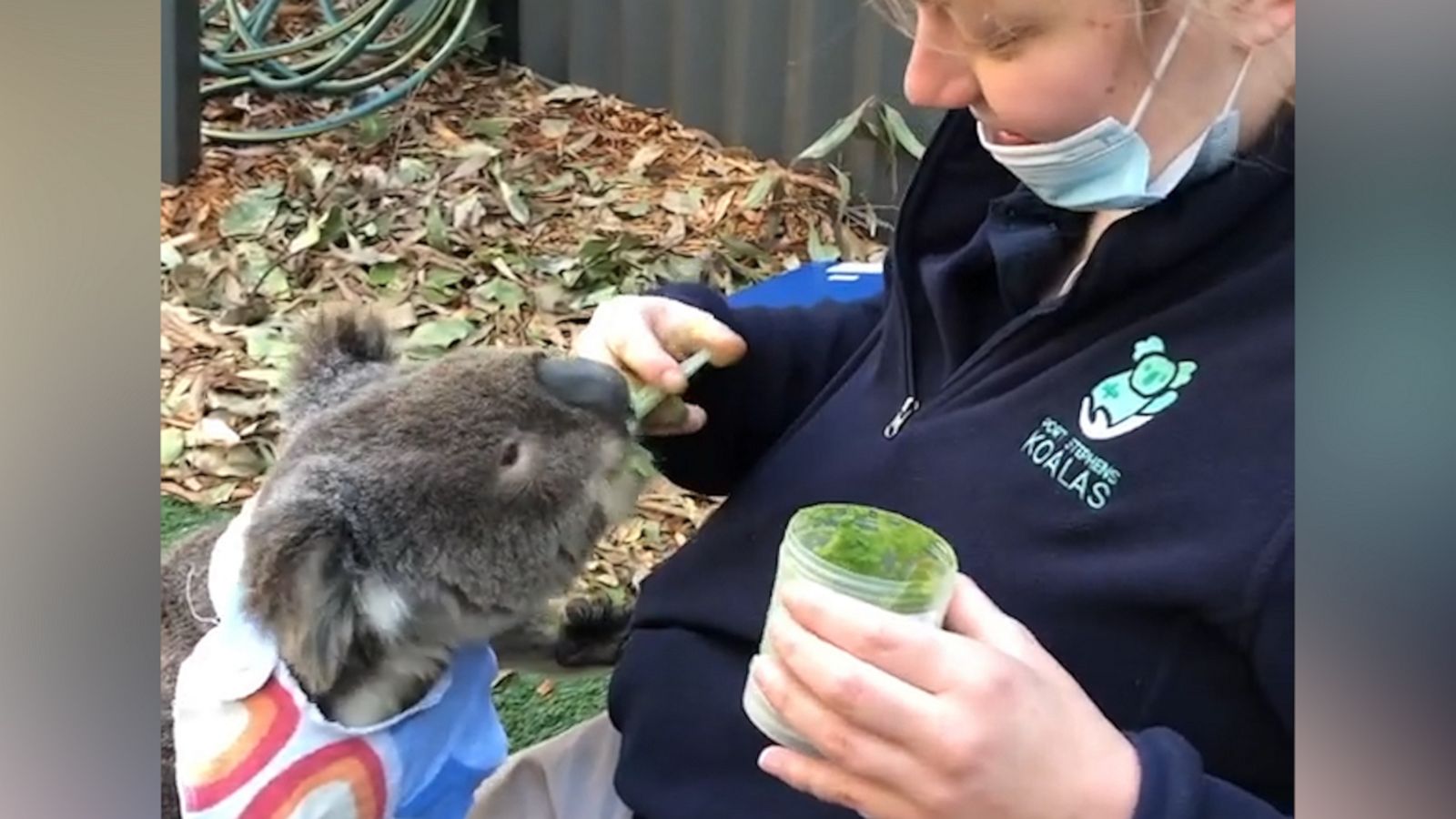 VIDEO: Hungry Koala can’t get enough of his morning smoothie