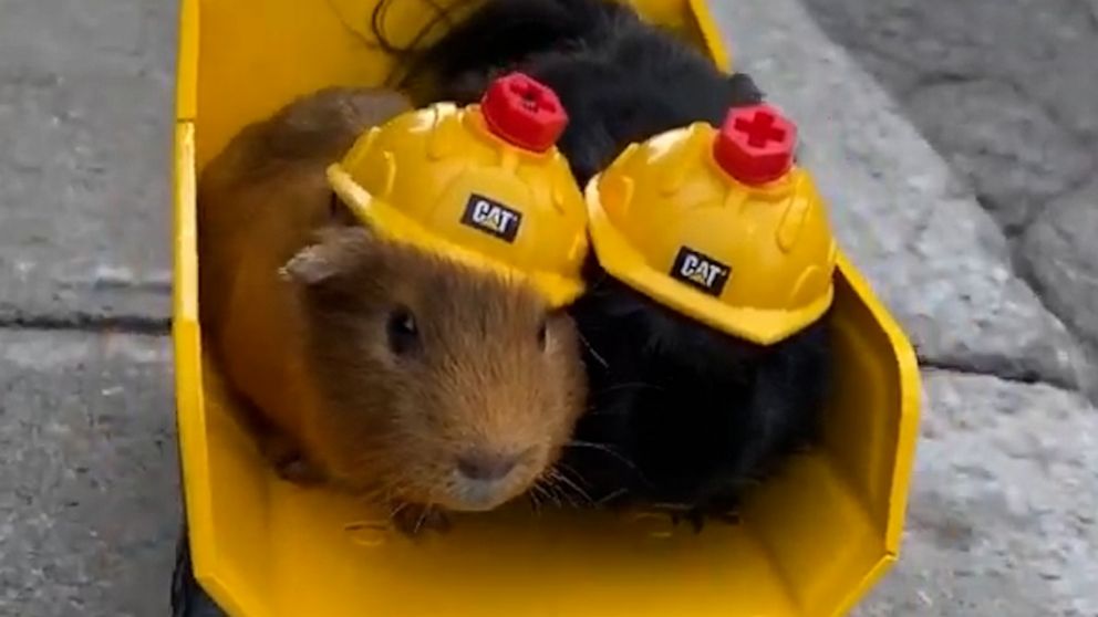 VIDEO: Adorable guinea pigs in construction hats are the cutest workers