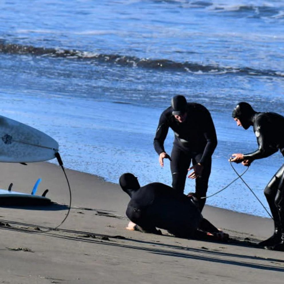 Surfer survives great white shark attack near San Francisco – The Hill