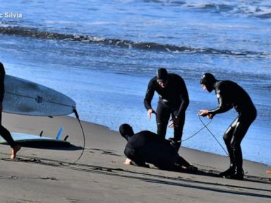 Surfer 'still in disbelief' after surviving great white shark attack