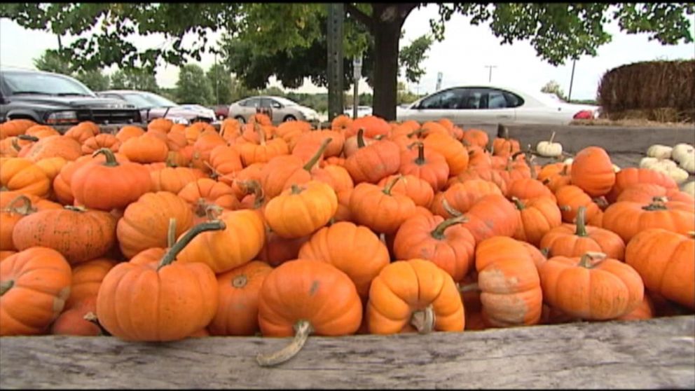 VIDEO: Pumpkin shortage causes rising prices in parts of the US