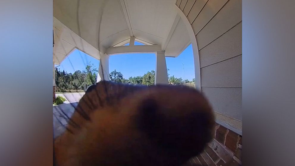 VIDEO: Squirrel caught on camera ding dong ditching a home