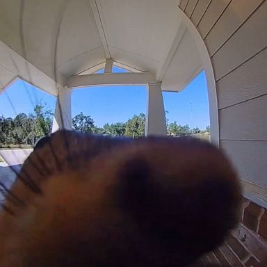 VIDEO: Squirrel caught on camera ding dong ditching a home