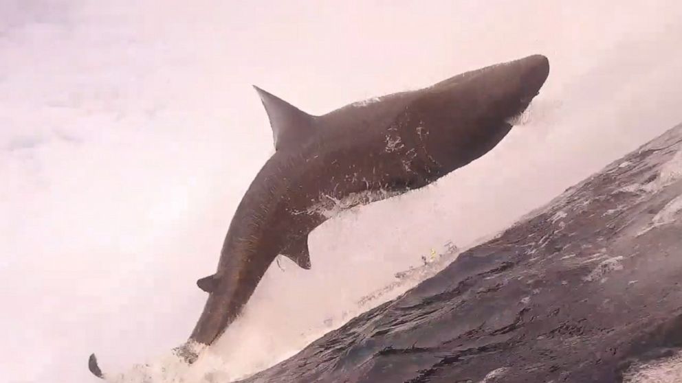 VIDEO: Epic jumping shark is out of this world