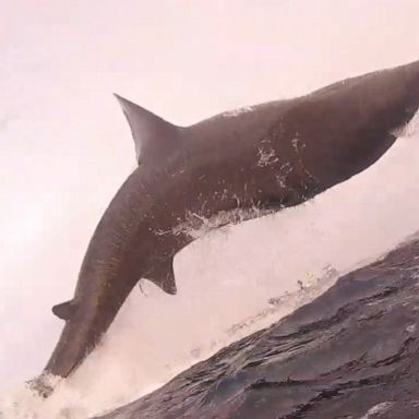 VIDEO: Epic jumping shark is out of this world