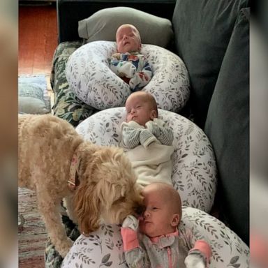 VIDEO: Our hearts are exploding watching this dog love on these 2-month-old triplets 