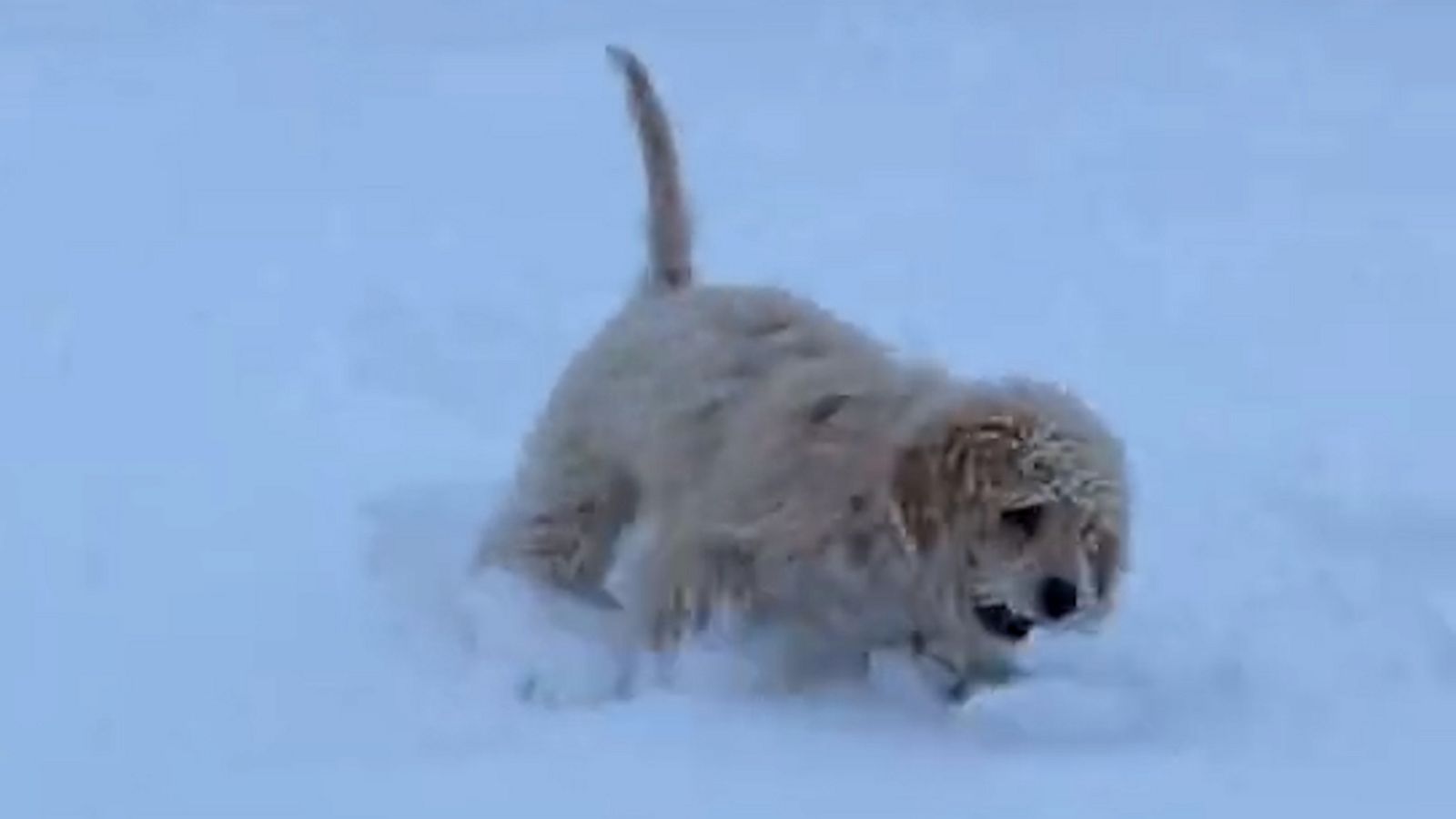 VIDEO: Excited Puppy Enjoys First Snowfall