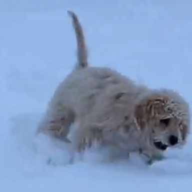 VIDEO: Excited Puppy Enjoys First Snowfall