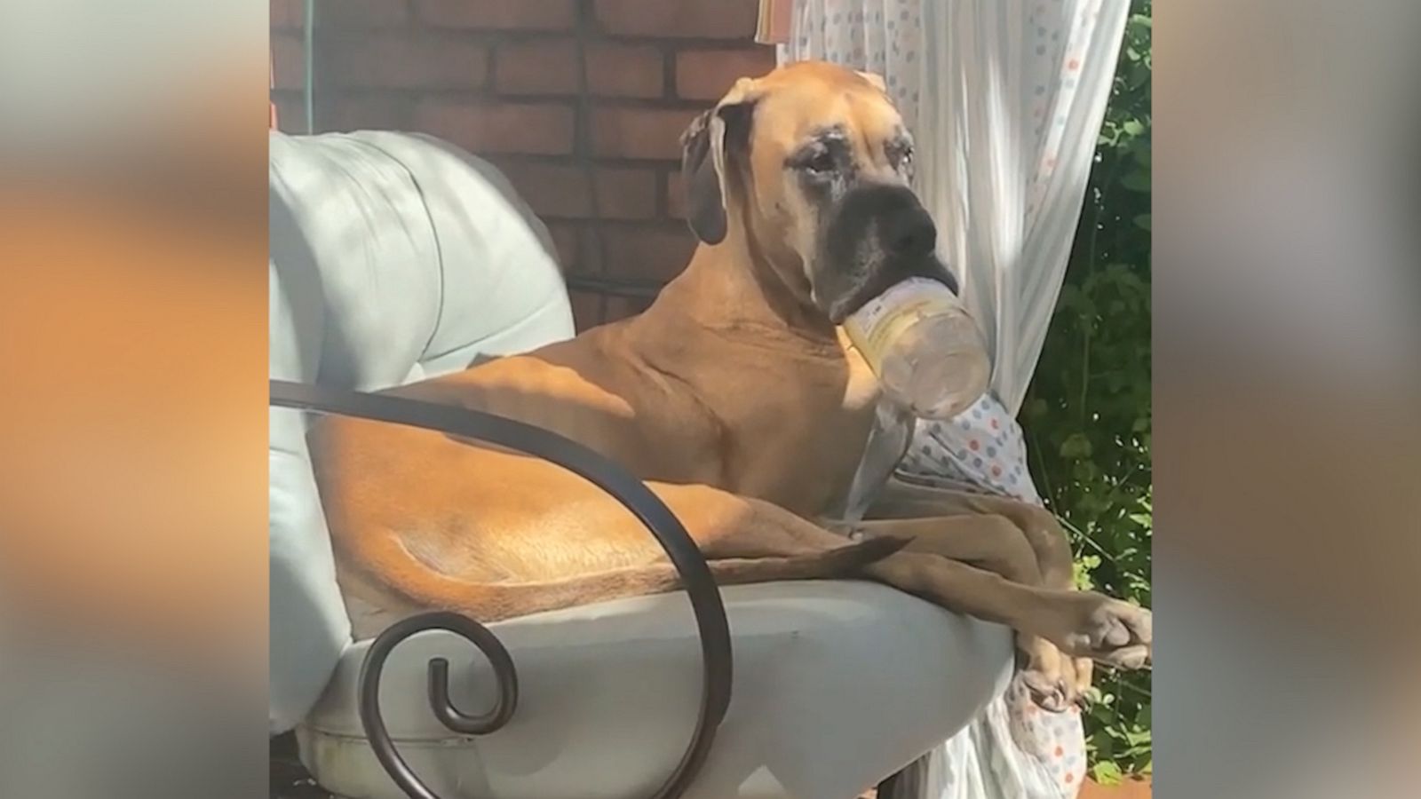 VIDEO: Great Dane hilariously uses peanut butter jar as a giant pacifier