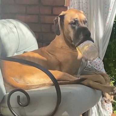 VIDEO: Great Dane hilariously uses peanut butter jar as a giant pacifier 