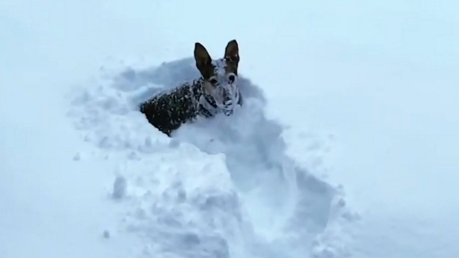 VIDEO: 12-year-old dog goes wild in a foot of snow