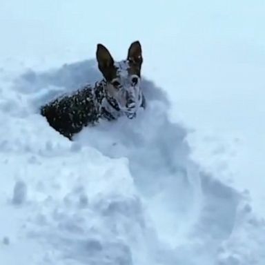 VIDEO: 12-year-old dog goes wild in a foot of snow 