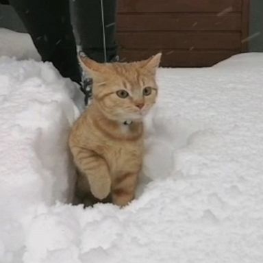 VIDEO: Playful kitten experiences snow for the first time and falls in love