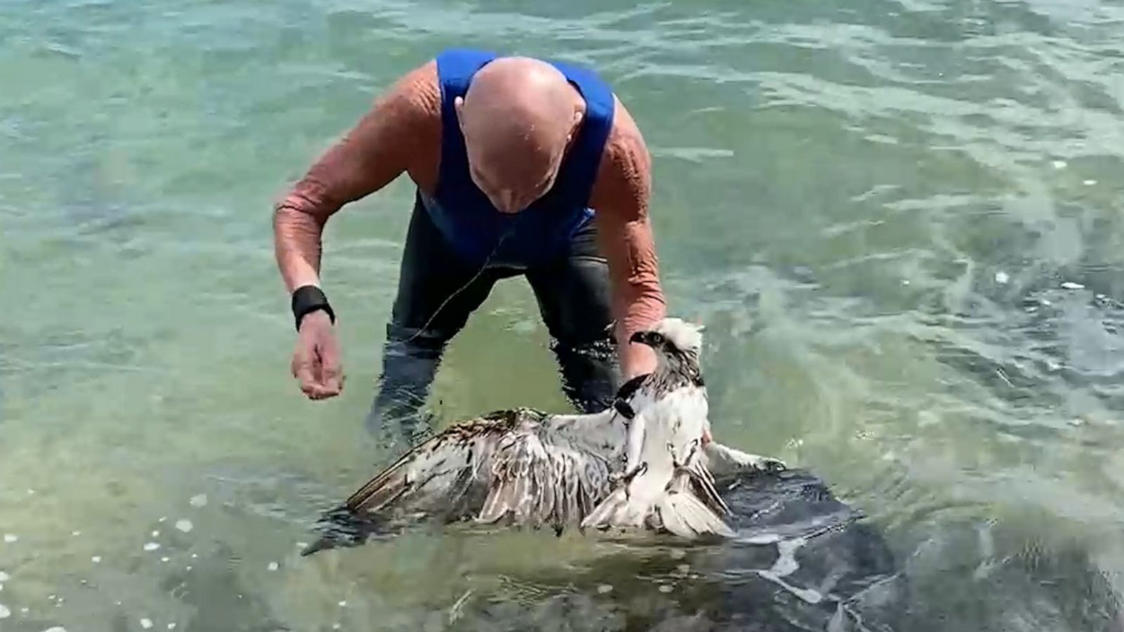 VIDEO: Man jumps into ocean to free an osprey tangled in a fishing line