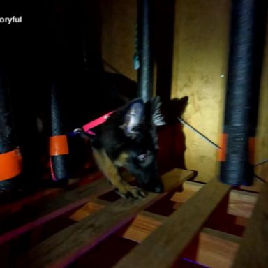 VIDEO: German Shepherd puppy takes Halloween-themed agility course to become guard dog