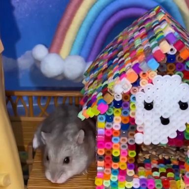 VIDEO: Adorable Hamster Explores Halloween Horror House