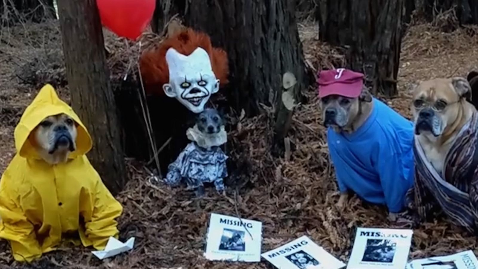 VIDEO: Rescue dogs dress up in iconic scary movie costumes