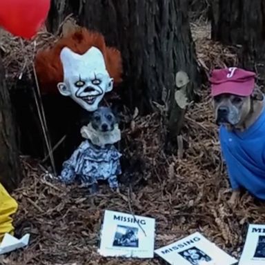 VIDEO: Rescue dogs dress up in iconic scary movie costumes