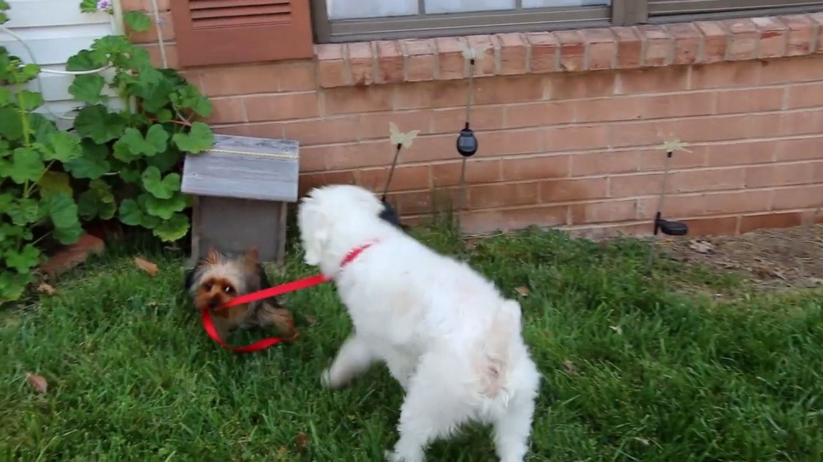 VIDEO: Small dog ditches humans and takes bigger pooch for a walk