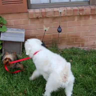 VIDEO: Small dog ditches humans and takes bigger pooch for a walk