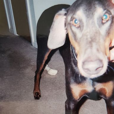 VIDEO: Woman opens rescue home for senior dogs after father's death