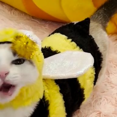 VIDEO: Disgruntled kitten is bee-yond over her Halloween costume