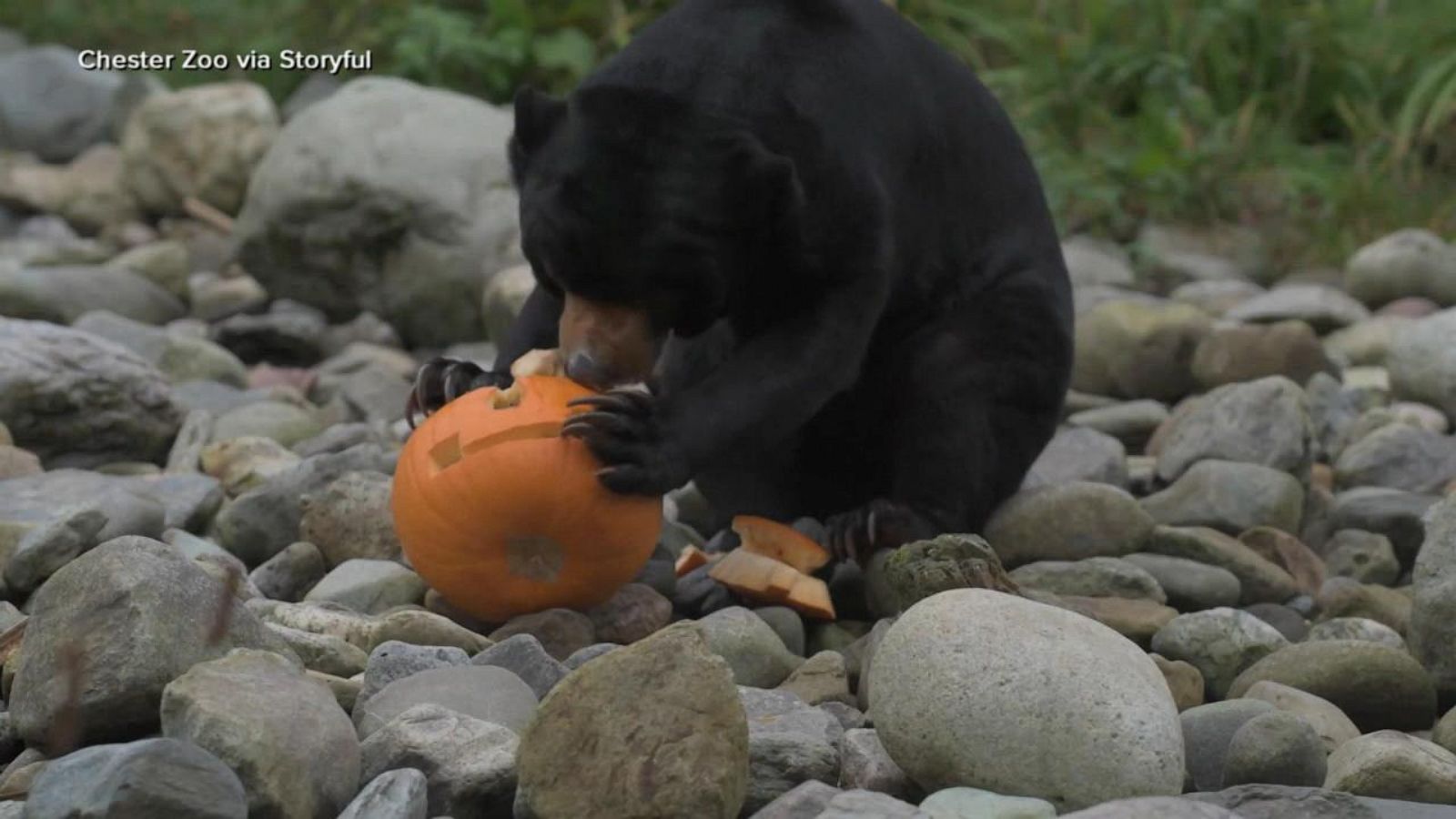 Zoo animals getting into Halloween spirit - Good Morning America