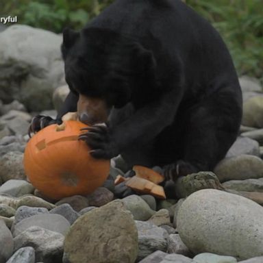 VIDEO: Zoo animals getting into Halloween spirit