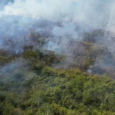 VIDEO: How burning of Amazon rainforest affects animals