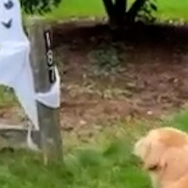 VIDEO: Paw-ranormal activity: Dog stops bathroom break to growl at ghost