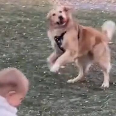 VIDEO: Doggie see doggie do golden retriever joins in with spinning toddler 