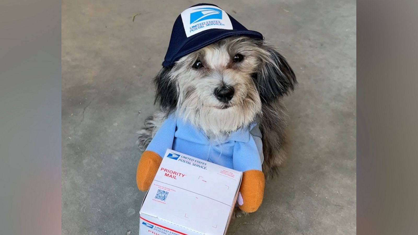 VIDEO: These mail pups are reminding you to place holiday orders on time