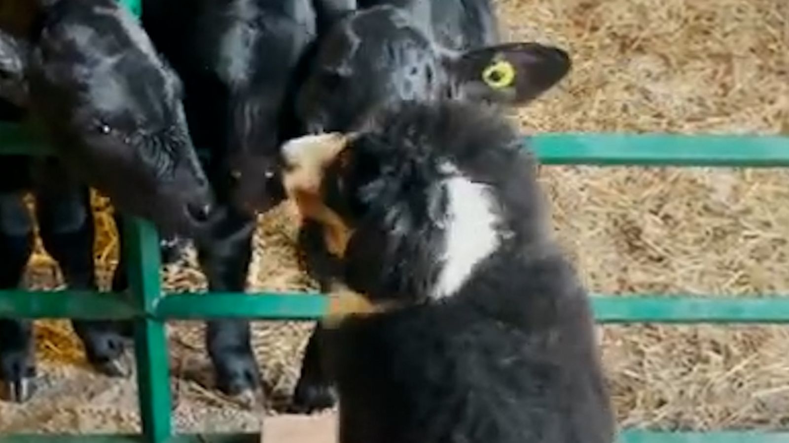 VIDEO: Blind puppy receives adorable kisses from friendly calves