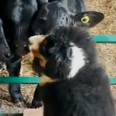 VIDEO: Blind puppy receives adorable kisses from friendly calves